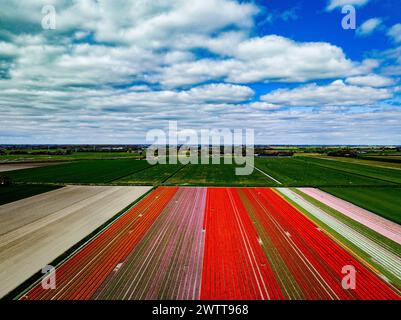 Vue aérienne de champs de tulipes vibrants sous un ciel nuageux dynamique. Banque D'Images