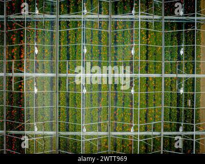 Motif réfléchissant de verdure dans une façade de bâtiment en miroir. Banque D'Images