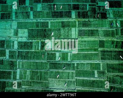 Vue aérienne des ouvriers en vêtements colorés tendant à des champs verdoyants. Banque D'Images