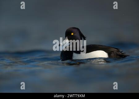 Canard touffeté ( Aythya fuligula ), mâle adulte en robe d'élevage, yeux jaune vif, bec bleu avec pointe noire, plumage blanc noir chatoyant violet. Banque D'Images