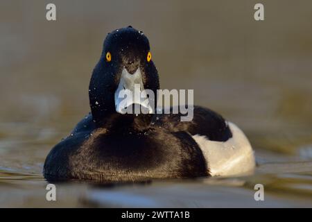 Canard touffeté ( Aythya fuligula ), adulte, joli mâle en robe d'élevage, avec des yeux jaune vif nageant juste en face, canard commun, indigène, faune, Banque D'Images