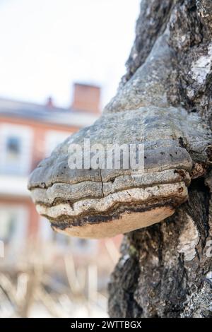 Champignon (Fomes fomentarius), dans un bouleau, Suède Banque D'Images