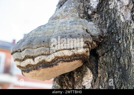 Champignon (Fomes fomentarius), dans un bouleau, Suède Banque D'Images