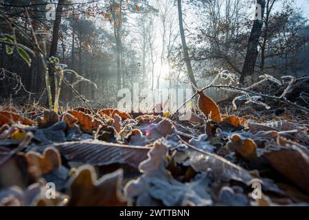 Lever de soleil doré brille à travers une forêt brumeuse avec des feuilles couvertes de givre au premier plan. Banque D'Images
