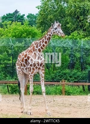 Grande girafe un jour d'été au zoo et conservatoire de Como Park en parfait Paul, Minnesota États-Unis. Banque D'Images