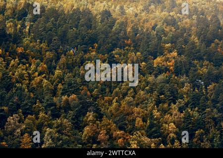 Un couvert forestier dense d'automne avec un spectre de couleurs d'automne Banque D'Images