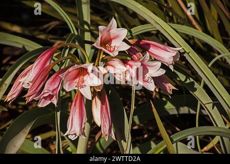 Lys de la rivière Orange Crinum bulbispermum 16092 Banque D'Images