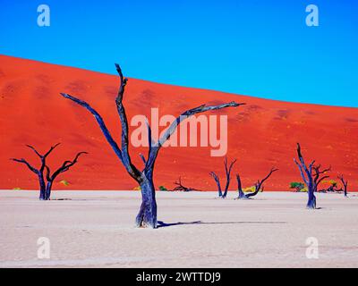 Image saisissante d'arbres morts contre des dunes de sable rouge vives et un ciel bleu Banque D'Images
