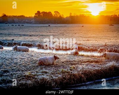 Moutons qui paissent dans un champ givré au lever du soleil Banque D'Images