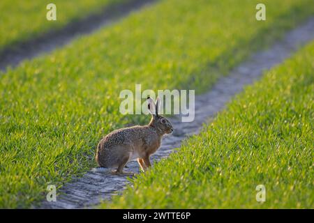 Lièvre brun européen (Lepus europaeus) buvant sur les terres agricoles / champs au printemps Banque D'Images