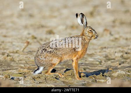 Lièvre brun européen (Lepus europaeus) assis dans les champs / terres agricoles au printemps Banque D'Images