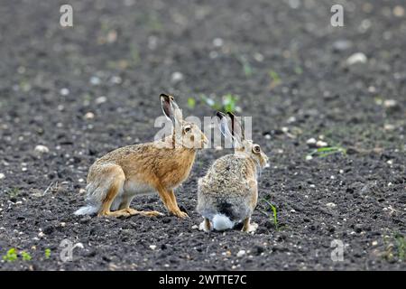 Deux lièvres brunes européennes (Lepus europaeus) assis dans les champs / terres agricoles au printemps Banque D'Images