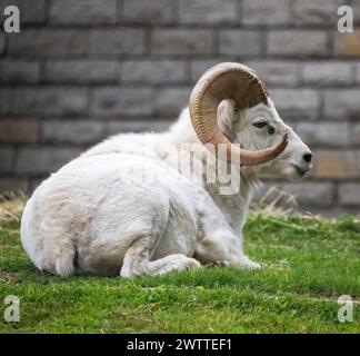 Un mouton de dall au repos un jour d'été au zoo et conservatoire de Como Park en parfait Paul, Minnesota États-Unis. Banque D'Images