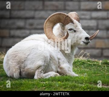 Un mouton de dall au repos un jour d'été au zoo et conservatoire de Como Park en parfait Paul, Minnesota États-Unis. Banque D'Images