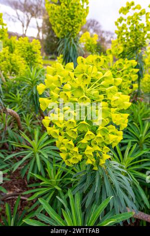 Euphorbia characias, l'éperon méditerranéenne ou éperon albanaise, appartient à la famille des Eupxhorbiaceae. Banque D'Images