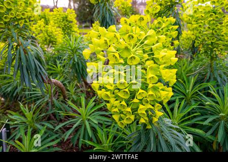 Euphorbia characias, l'éperon méditerranéenne ou éperon albanaise, appartient à la famille des Eupxhorbiaceae. Banque D'Images