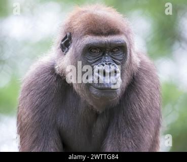 Gros plan d'un gorille argenté lors d'une journée d'été au Como Park Zoo and Conservatory en parfait Paul, Minnesota États-Unis. Banque D'Images