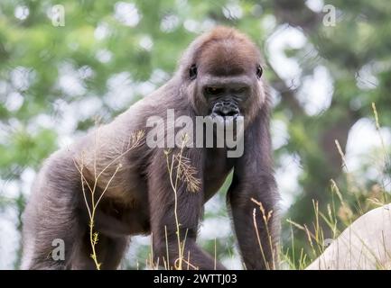 Énorme gorille argentée lors d'une journée d'été au zoo et conservatoire de Como Park en parfait Paul, Minnesota États-Unis. Banque D'Images