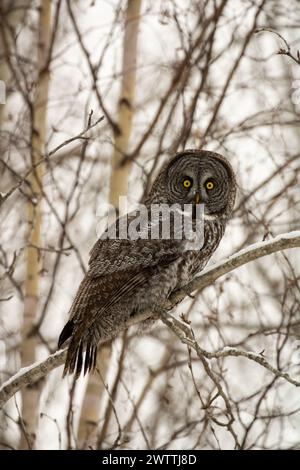 Ce superbe Grand hibou gris, perché sur une branche d'arbre enneigée à la recherche de son prochain repas. La plus grande race de hibou du Canada, si frappante à quel point elle se fond Banque D'Images