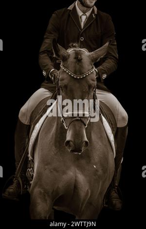 Superbe Warmblood au spectacle de dressage, Fritzi est une star étonnante et à venir Banque D'Images