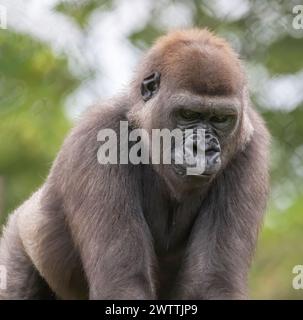 Gros plan d'un gorille argenté lors d'une journée d'été au Como Park Zoo and Conservatory en parfait Paul, Minnesota États-Unis. Banque D'Images