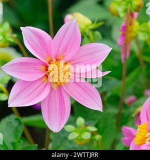 Dahlia sur fond de fleurs. L'accent sur fleur. Profondeur de champ. Banque D'Images