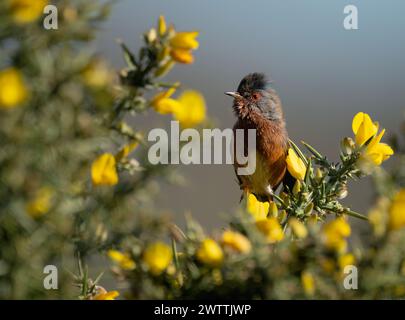 Paruline de Dartford mâle (Sylvia undata) perchée sur le dessus du Bush gorse, Suffolk Banque D'Images