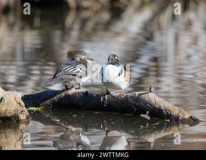 Capuche Merganser femelle et mâle perché sur bûche dans l'eau Banque D'Images