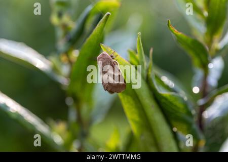 Papillon cramoisi (Macrothylacia rubi) mâle. Insecte de la famille des Lasiocampidae Banque D'Images