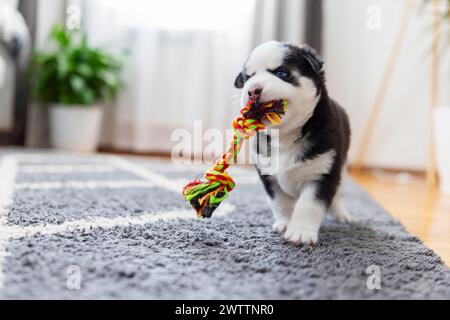 Chiot tirant sur un jouet de corde coloré Banque D'Images