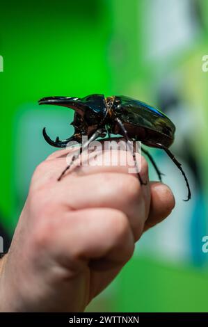 Coléoptère du rhinocéros brun (Xylotrupes gideon) à l'Atelier arthropodes enseigné par l'entomologiste et diffuseur environnemental Sergi Romeu Valles à Banque D'Images