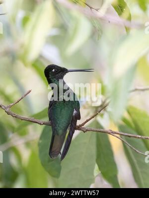 Volcan Talamanca Hummingbird gros plan dans un arbuste feuillu vert Banque D'Images