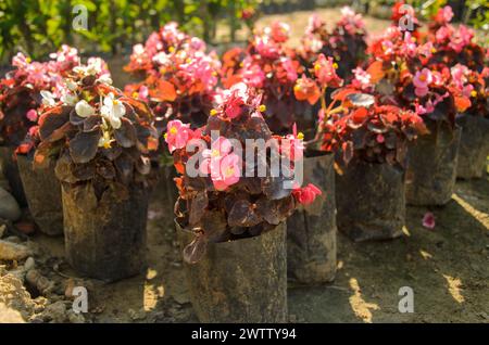 Fleurs de bégonia de cire poussant dans le jardin Banque D'Images