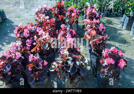 Fleurs de bégonia de cire poussant dans le jardin Banque D'Images