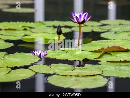 Beaux nénuphars violets et nénuphars dans un étang un jour d'été en face du zoo du parc Como et du conservatoire Marjorie McNeely à proximité Paul, Minnesota. Banque D'Images