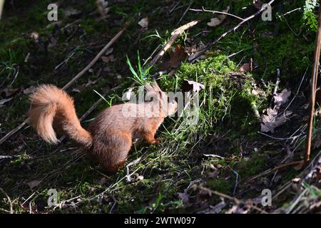 L'Écureuil roux Sciurus vulgaris Banque D'Images