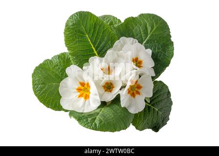 Primevères à fleurs blanches (primula vulgaris) avec feuilles vertes isolées sur blanc avec chemin de découpage inclus, vue de dessus Banque D'Images