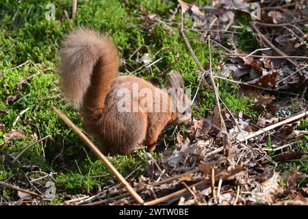 L'Écureuil roux Sciurus vulgaris Banque D'Images