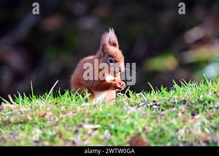 L'Écureuil roux Sciurus vulgaris Banque D'Images