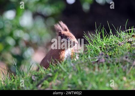 L'Écureuil roux Sciurus vulgaris Banque D'Images