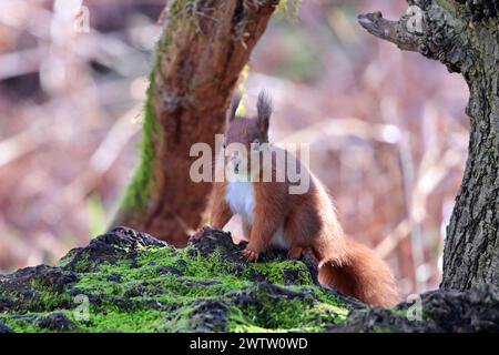 L'Écureuil roux Sciurus vulgaris Banque D'Images