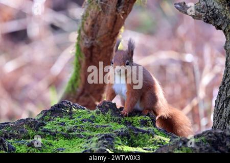L'Écureuil roux Sciurus vulgaris Banque D'Images