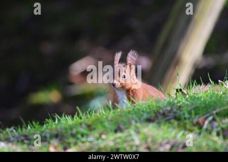L'Écureuil roux Sciurus vulgaris Banque D'Images
