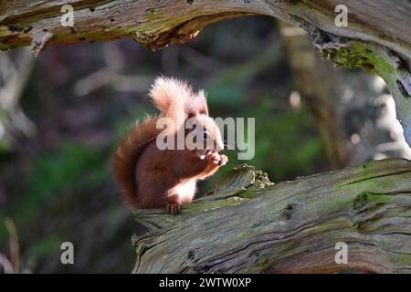 L'Écureuil roux Sciurus vulgaris Banque D'Images