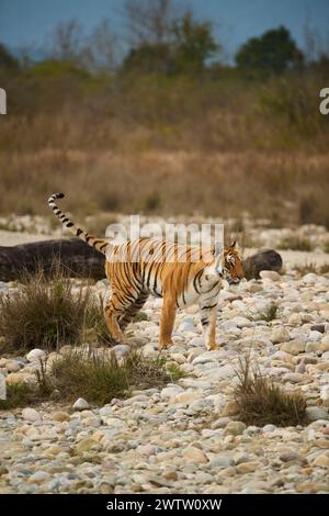 La tigresse connue sous le nom de Paarwali marchant à travers les rochers de la rivière Ramganga, parc national de Corbett, Inde, février 2024. Banque D'Images