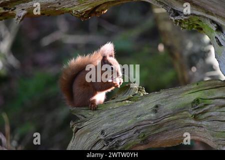 L'Écureuil roux Sciurus vulgaris Banque D'Images