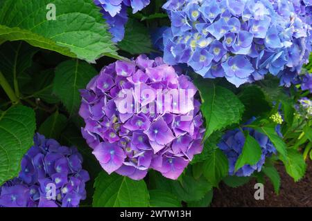 Hortensia MOPHEAD (Hydrangea macrophylla) - gros plan montrant la variation des couleurs d'un hortensia à grandes feuilles. Banque D'Images