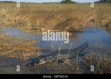 Alligator mississippiensis, Alligator, le Parc National des Everglades, Florida, USA Banque D'Images