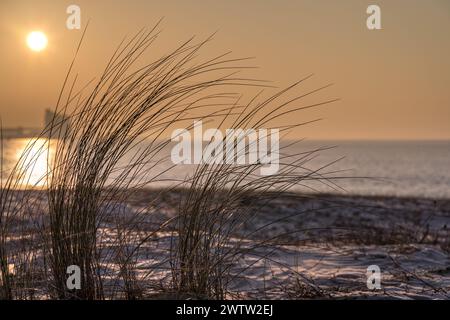 gros plan des herbes de plage sur la côte de l'ile de ré en début de matinée. belle lumière chaude. Banque D'Images