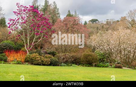 Jardin du printemps au Garden House, Devon avec Magnolia 'Shirazz', Cornus 'Amy's Midwinter Orange' et Prunus incisa 'The bride' Banque D'Images